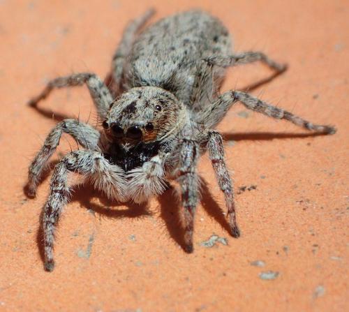 Menemerus sp.
